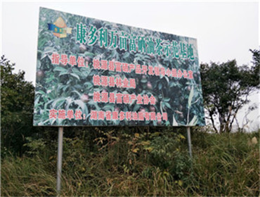 XPJ官网,油茶种植出产加工销售,植物油种植出产加工销售