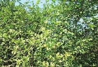 XPJ官网,油茶种植出产加工销售,植物油种植出产加工销售 XPJ官网,油茶种植出产加工销售,植物油种植出产加工销售
